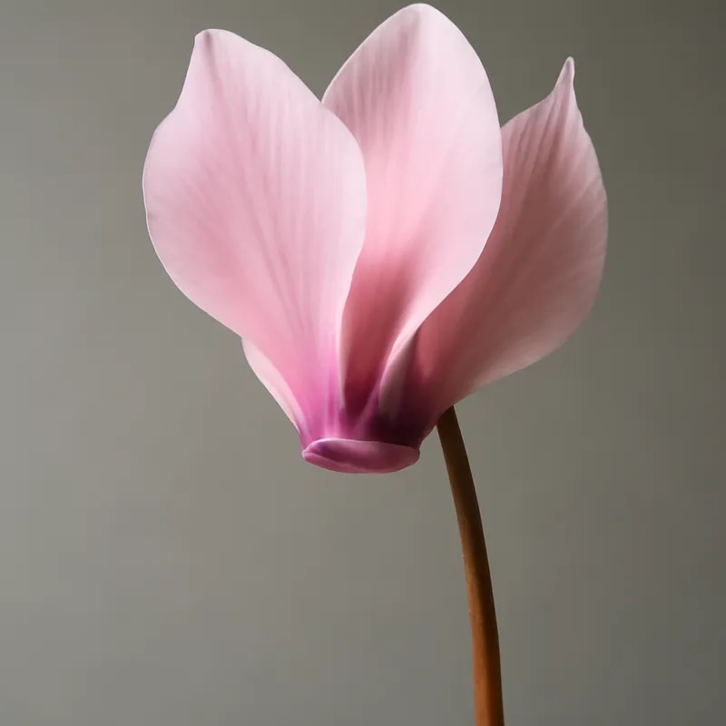 Ciclamino rosa - immagine 1
