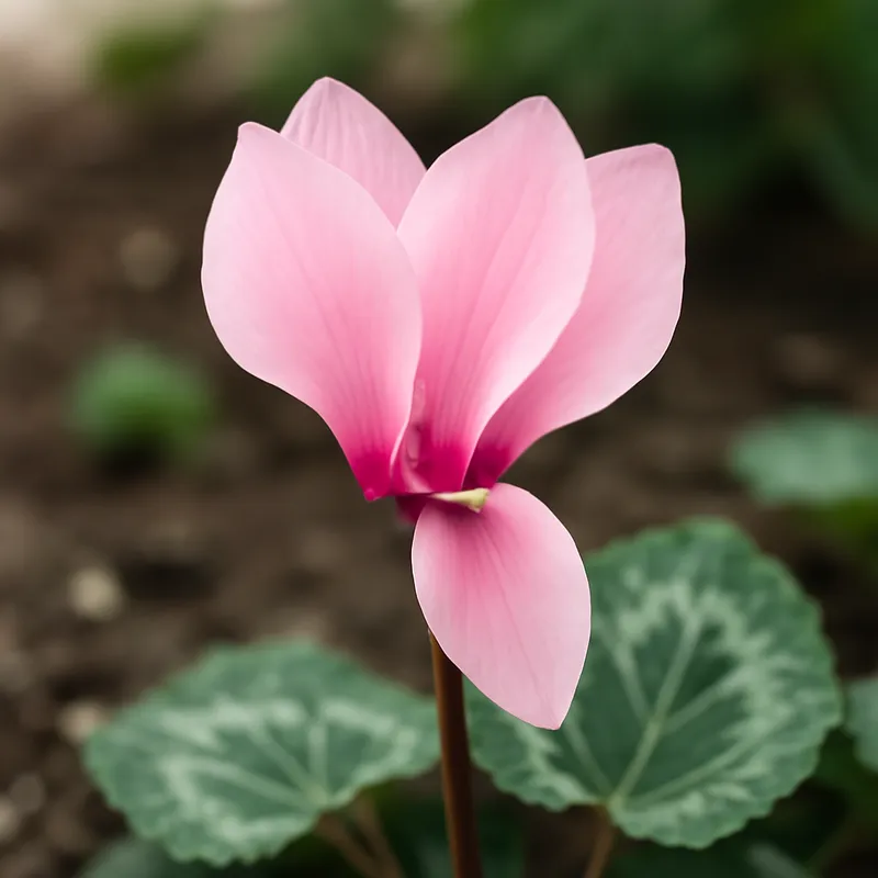 Ciclamino rosa - immagine 4
