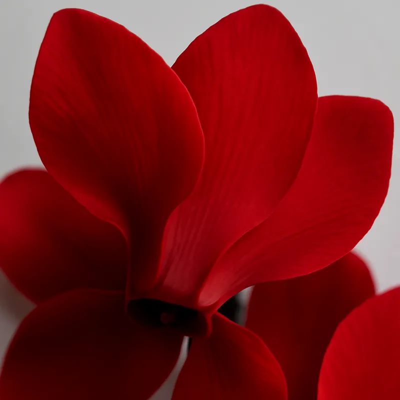 Ciclamino rosso - immagine 2