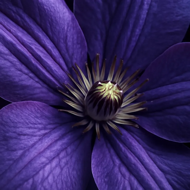 Clematis classica - immagine 2
