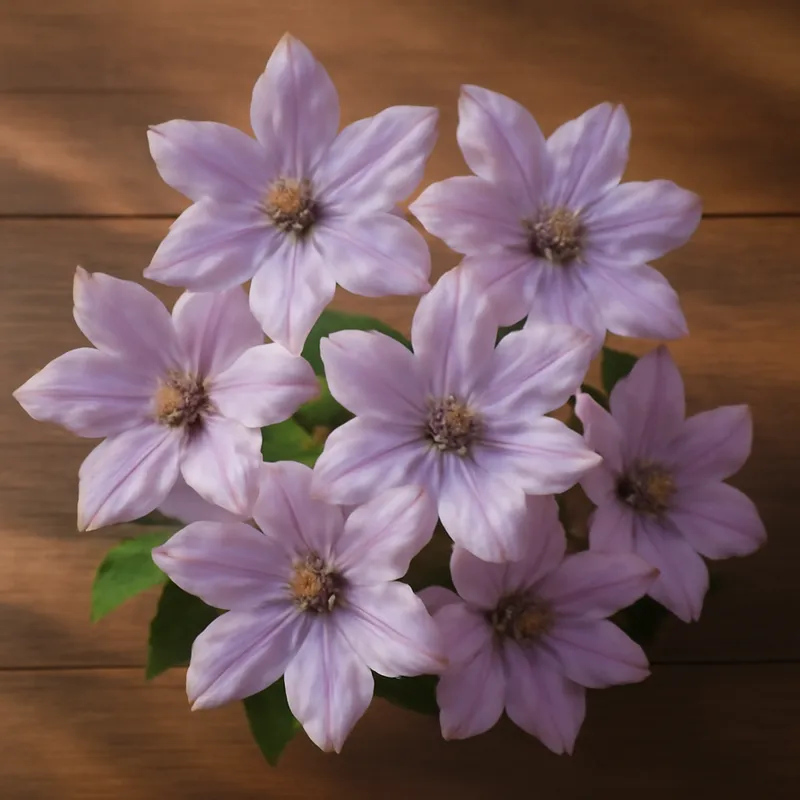 Clematis classica - immagine 3