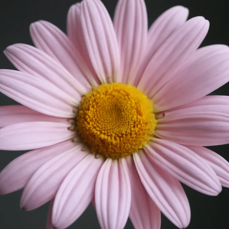 Crisantemo rosa - immagine 2