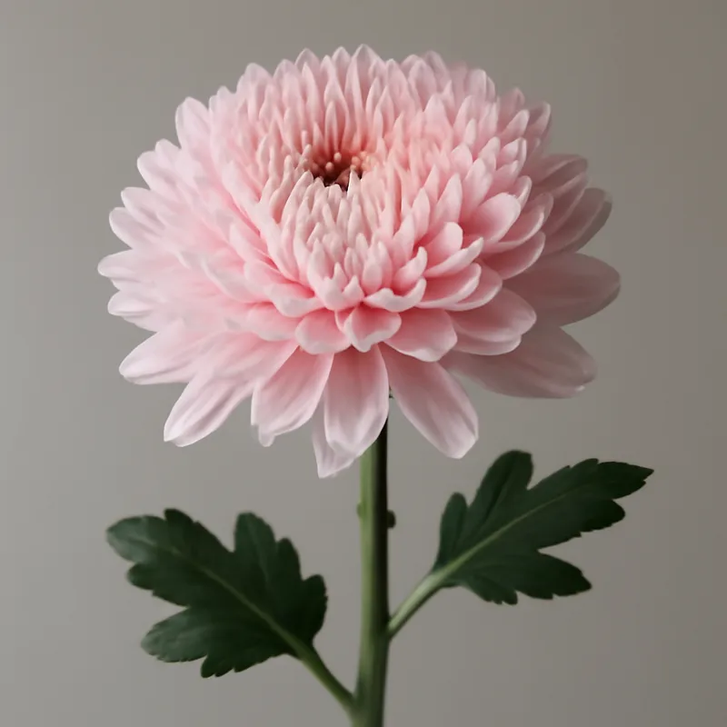 Crisantemo rosa - immagine 1
