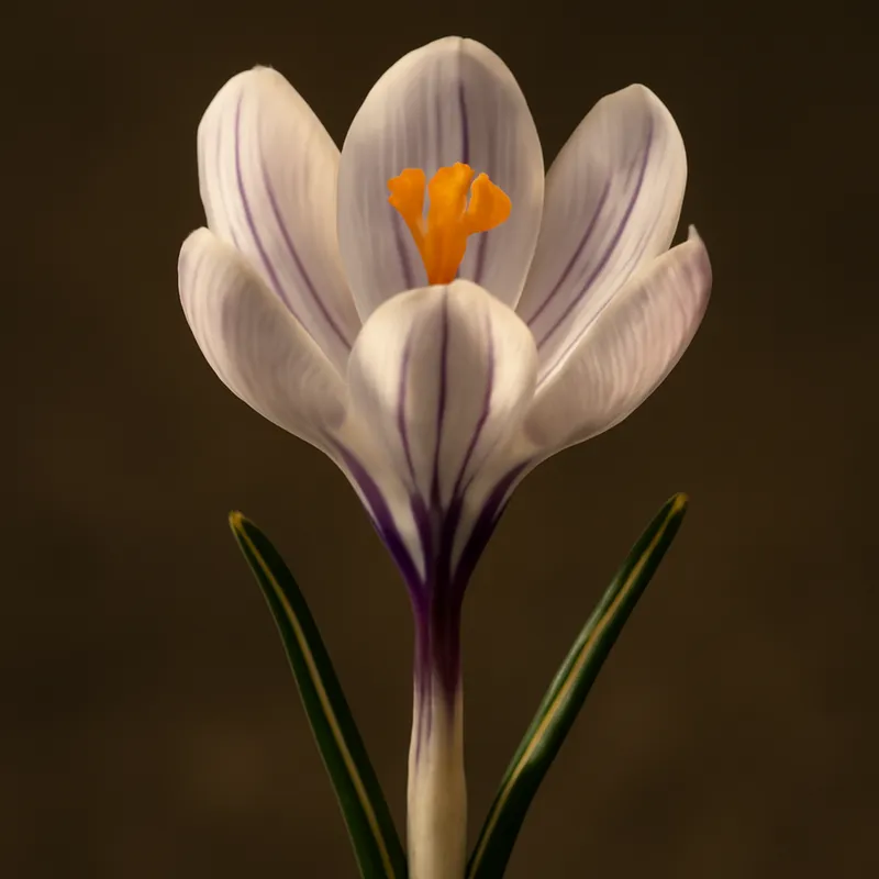 Crocus classico