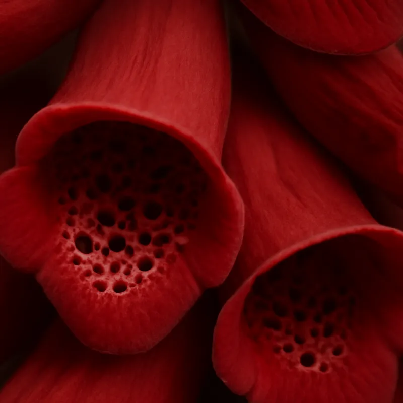 Ditale rosso - immagine 2