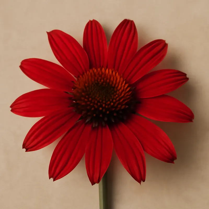 Echinacea classica