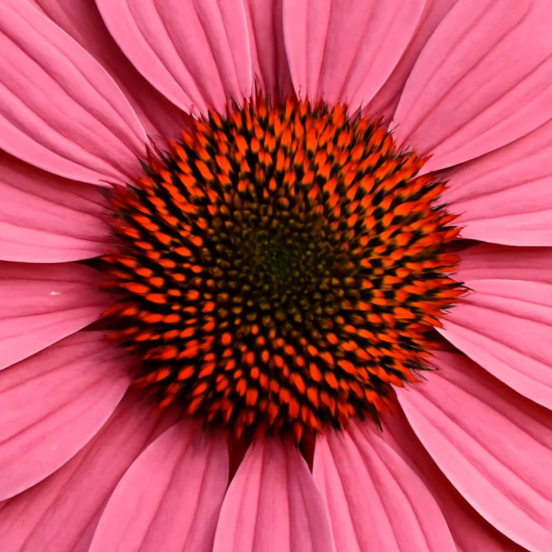 Echinacea rosa - immagine 2
