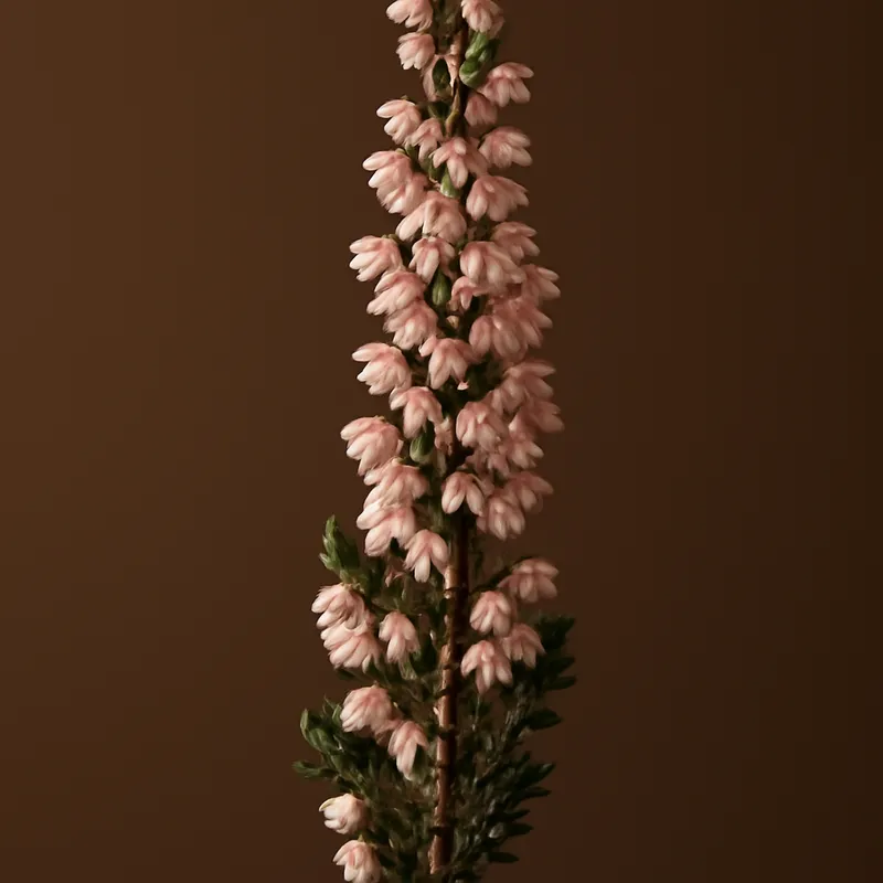 Erica classica