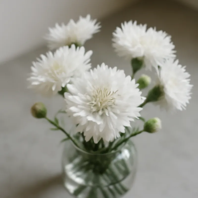 Fiordaliso bianco - immagine 3