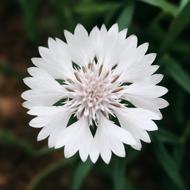 Fiordaliso bianco - immagine 4