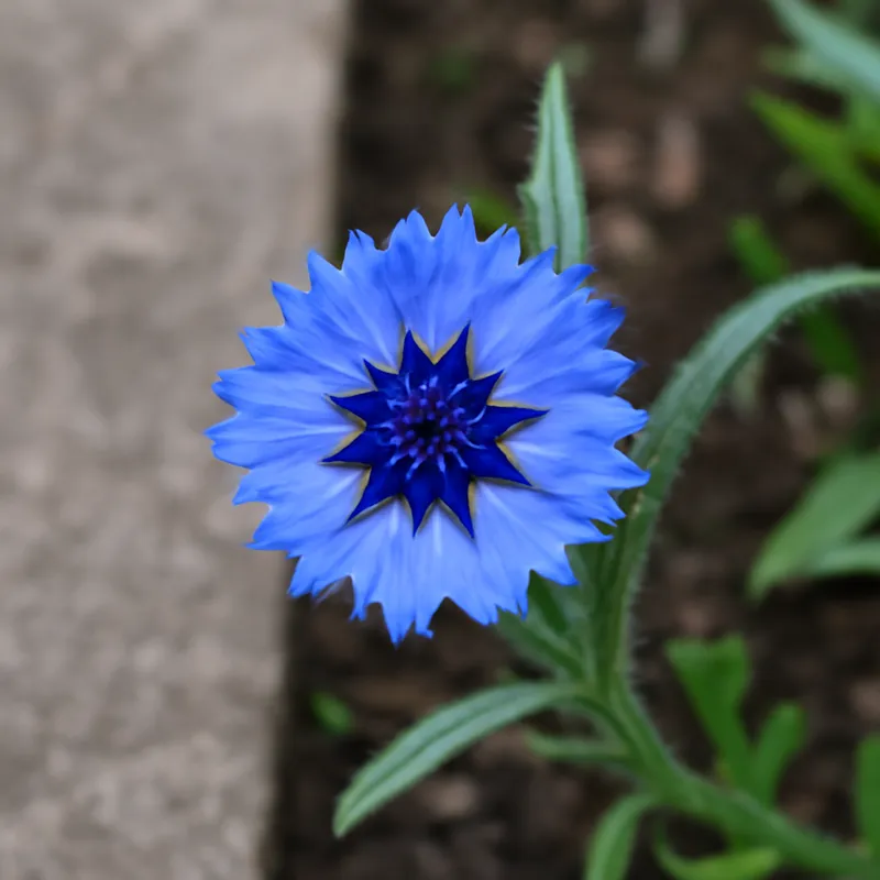 Fiordaliso classico - immagine 4