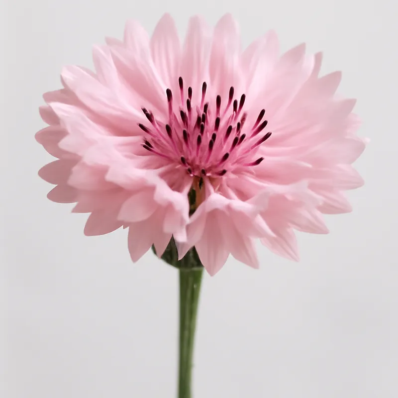 Fiordaliso rosa - immagine 1