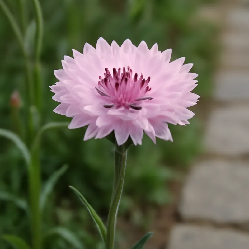 Fiordaliso rosa - immagine 4