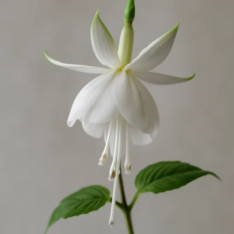 Fucsia bianca