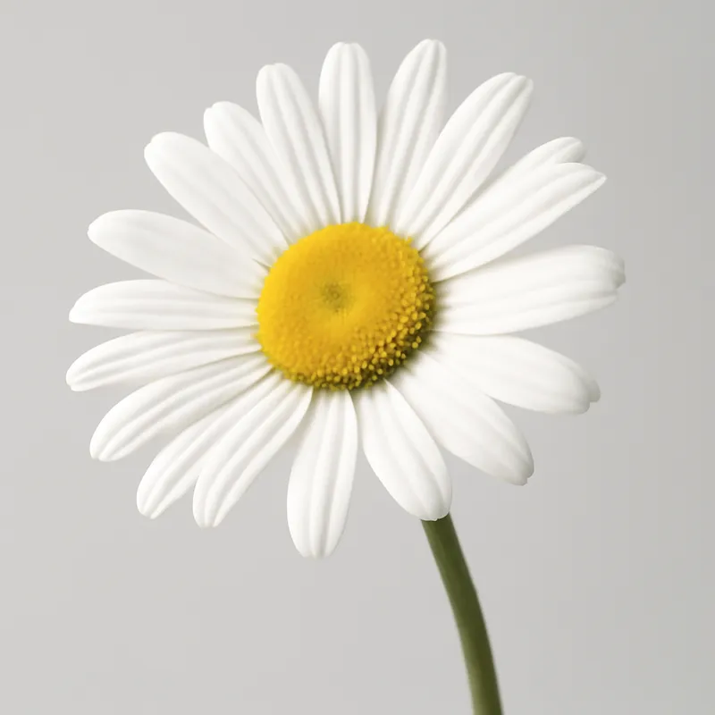 Garofano bianco