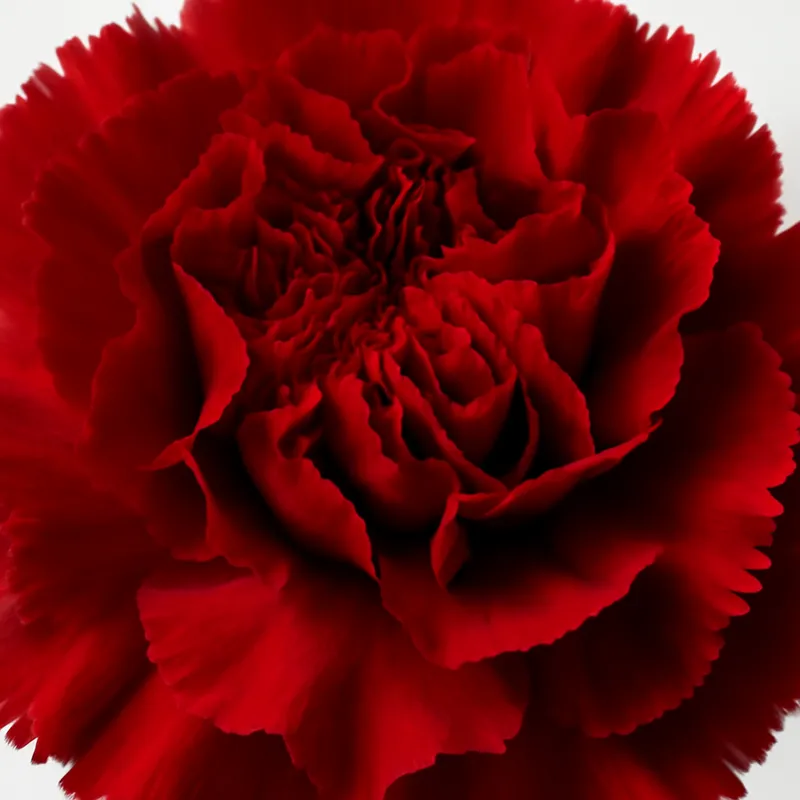 Garofano rosso - immagine 2