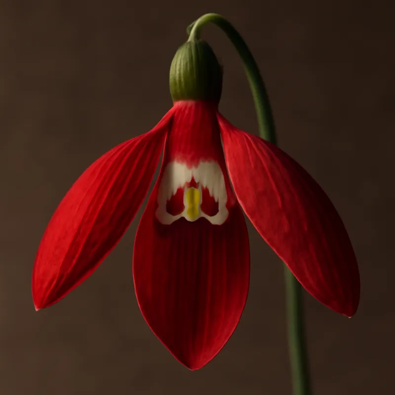 Garofano rosso - immagine 2
