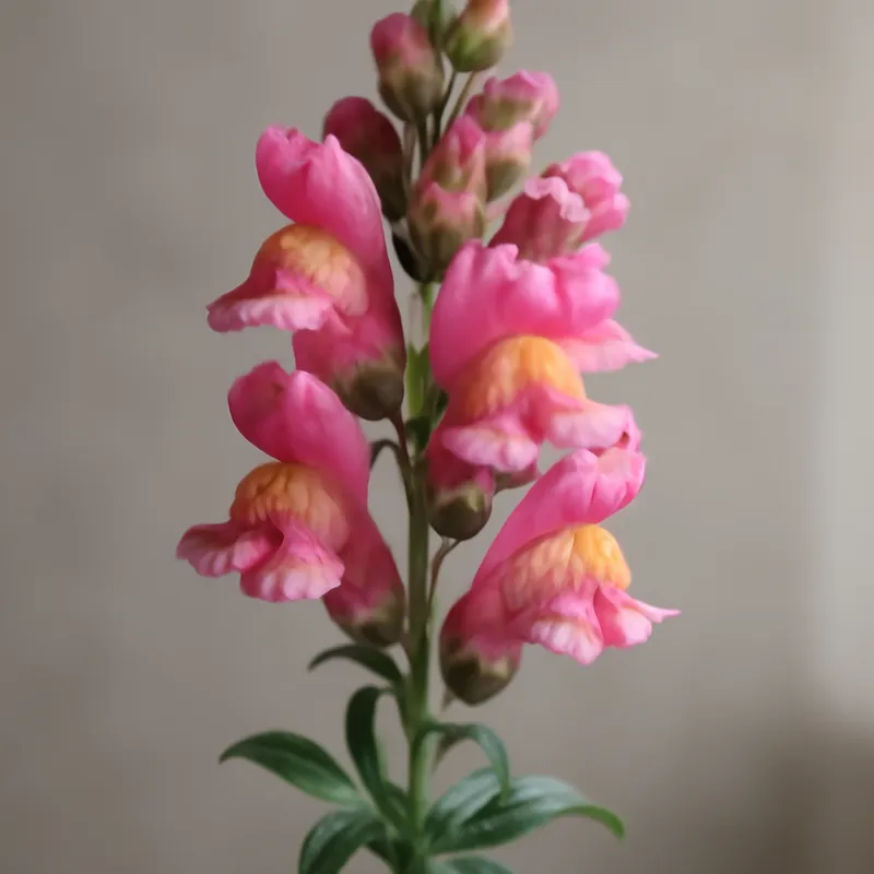 Gattaria classica