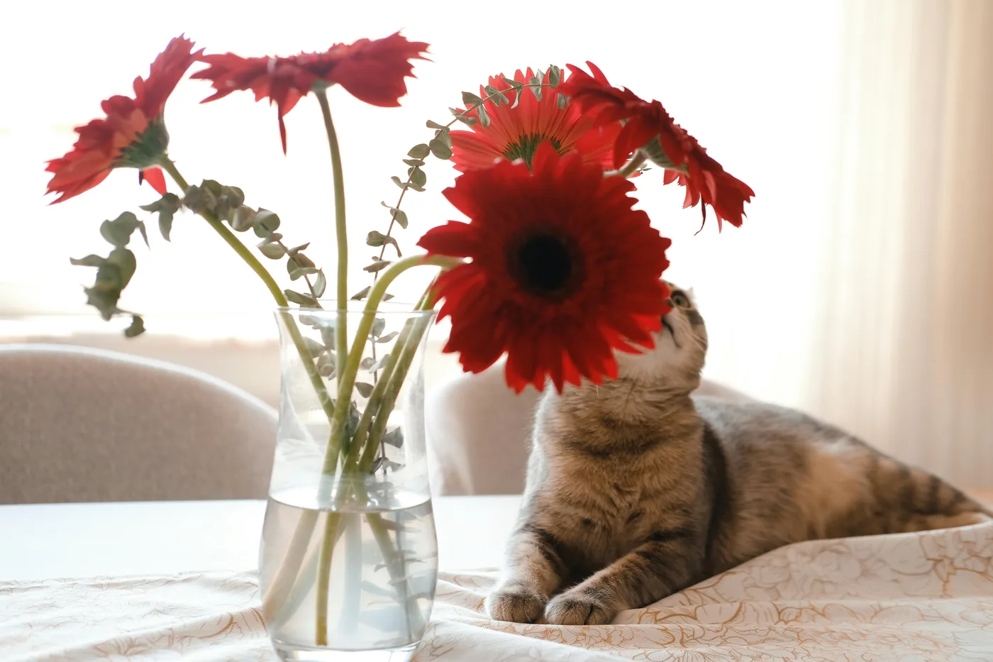 Gatto vicino a un vaso di gerbere rosse sul tavolo, la gerbera è spesso una scelta migliore per una casa con animali domestici