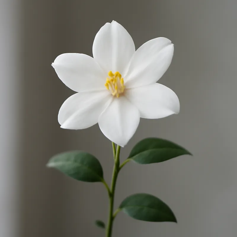 Gelsomino bianco