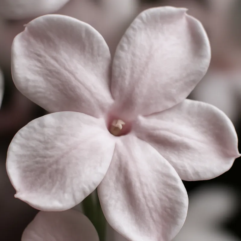 Gelsomino rosa - immagine 2
