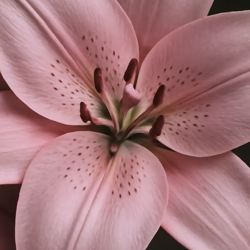 Giglio rosa - immagine 2