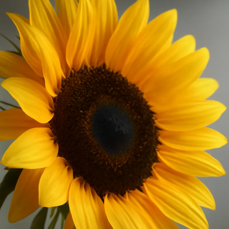 Girasole classico - immagine 2