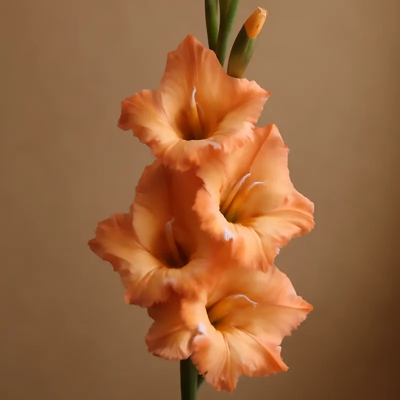 Gladiolus classico