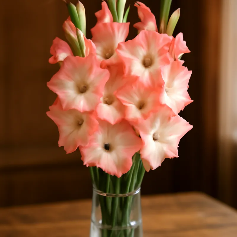 Gladiolus classico - immagine 3