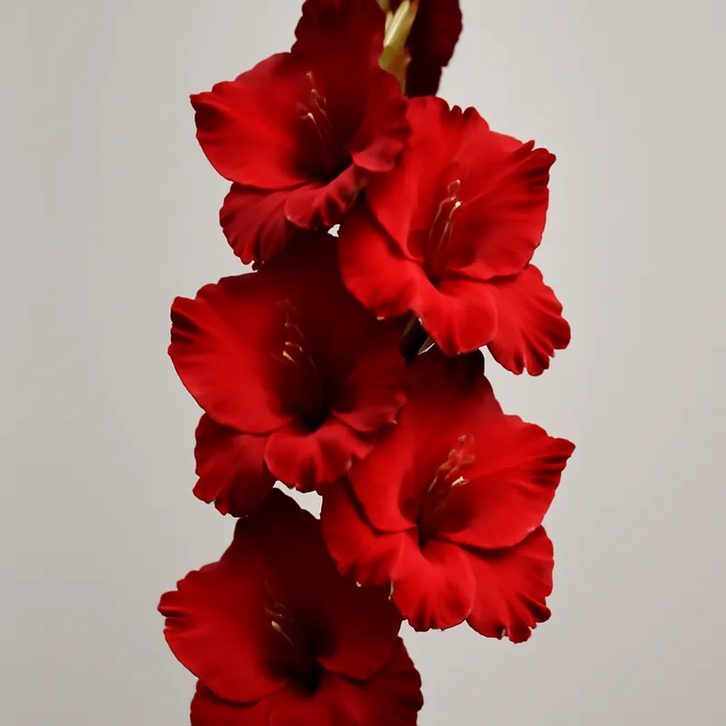 Gladiolus rosso