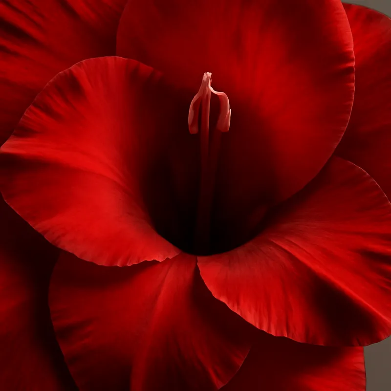 Gladiolus rosso - immagine 2