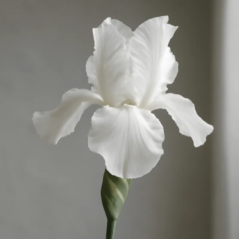 Iris bianco