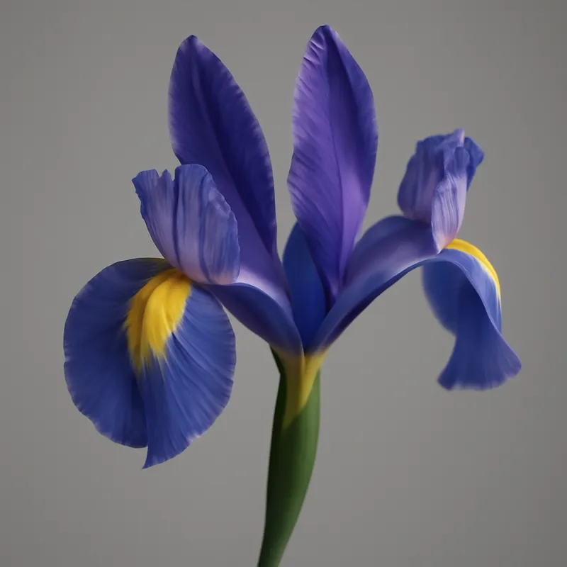 Iris classico