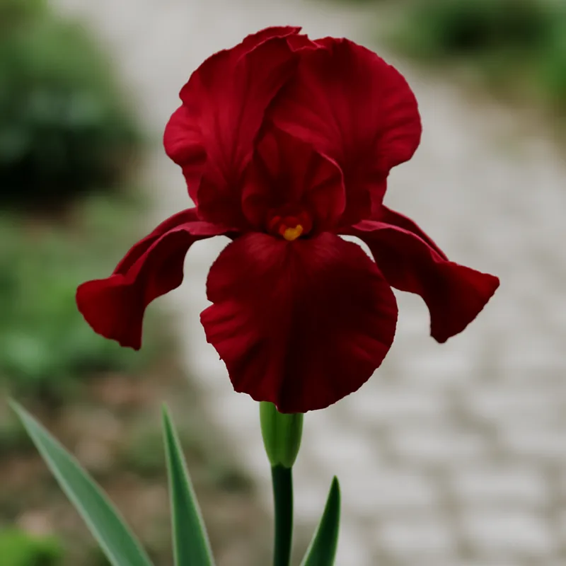 Iris rosso - immagine 4