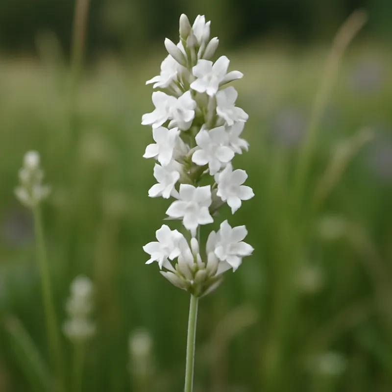 Lavanda bianca - immagine 4