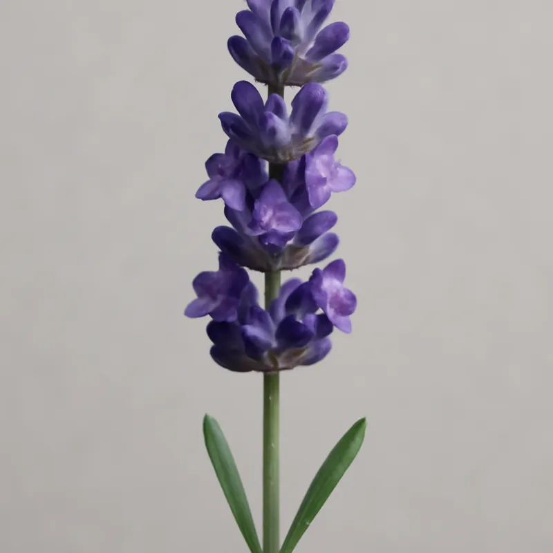 Lavanda classica