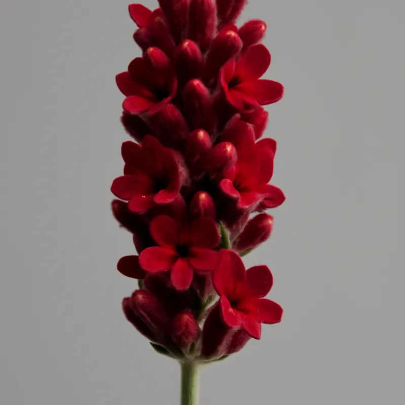Lavanda rossa