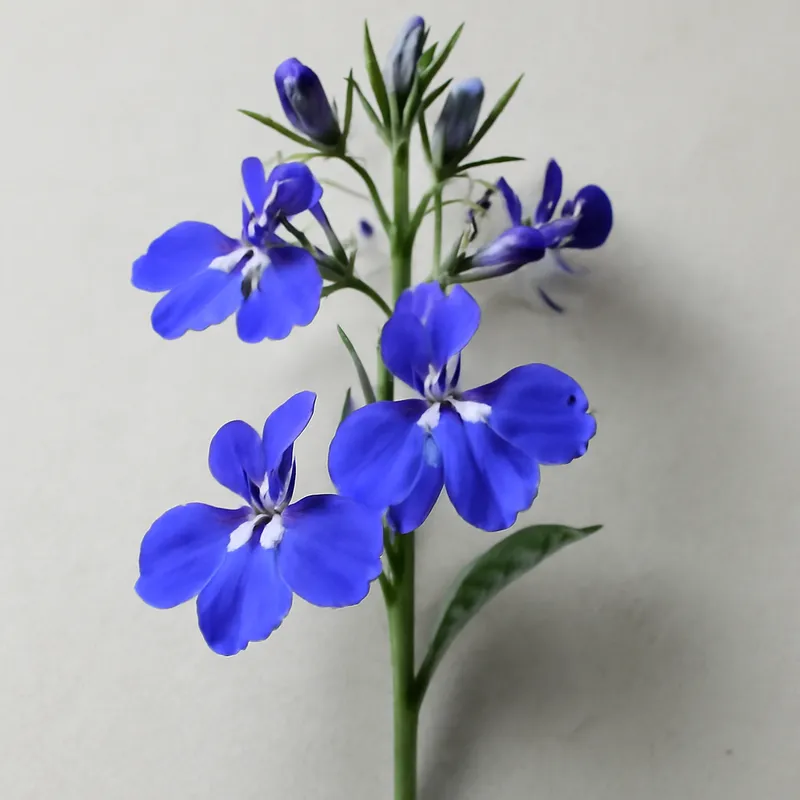 Lobelia classica