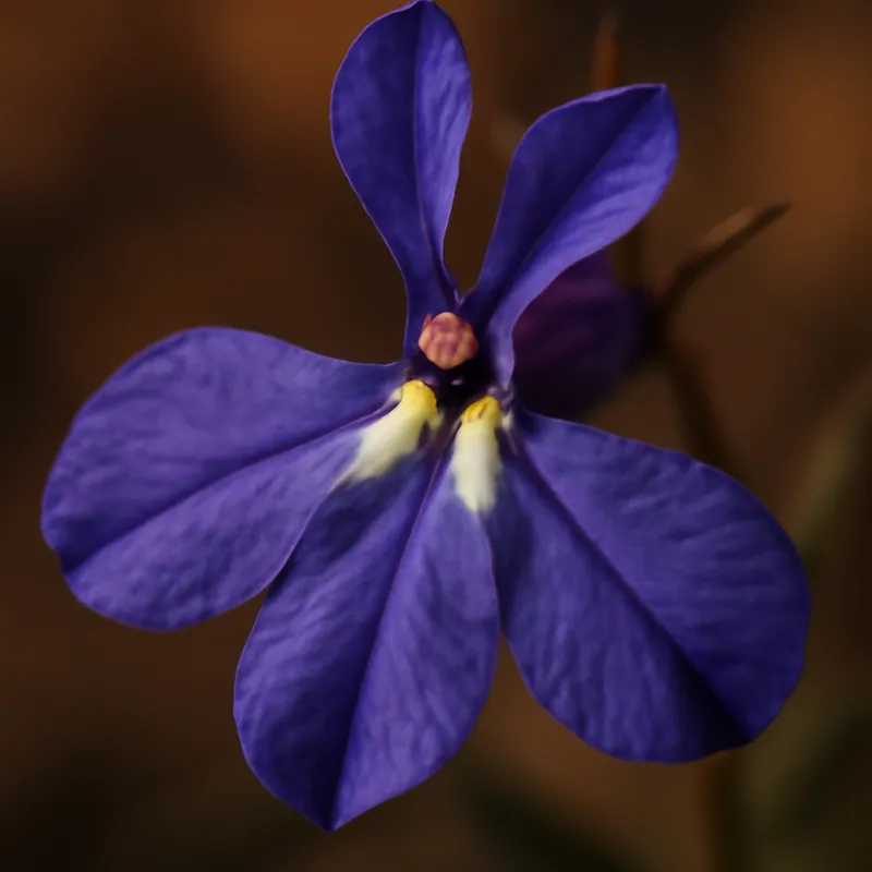 Lobelia classica - immagine 2