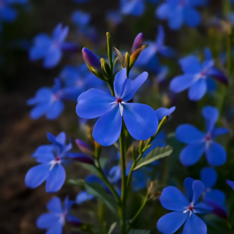 Lobelia classica - immagine 4