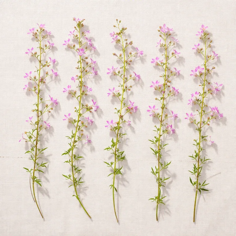 Lobelia rosa - immagine 4