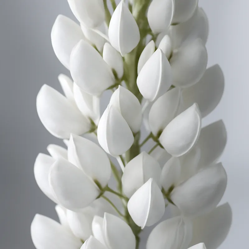 Lupino bianco - immagine 2
