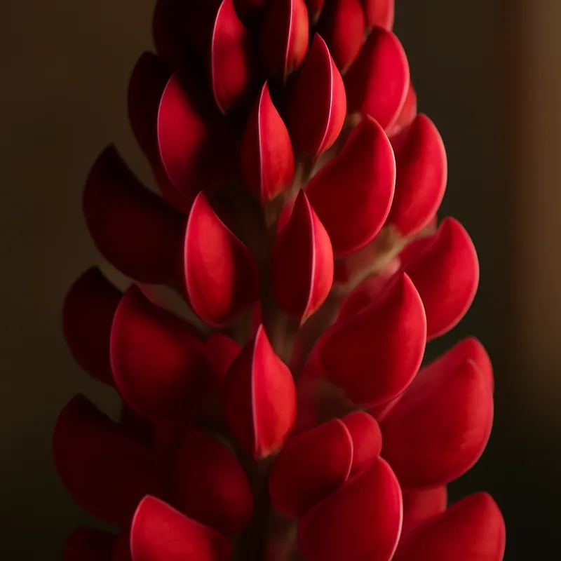 Lupino rosso - immagine 2
