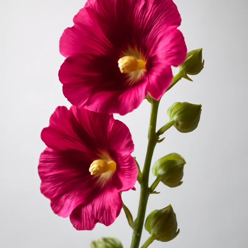 Malva classica