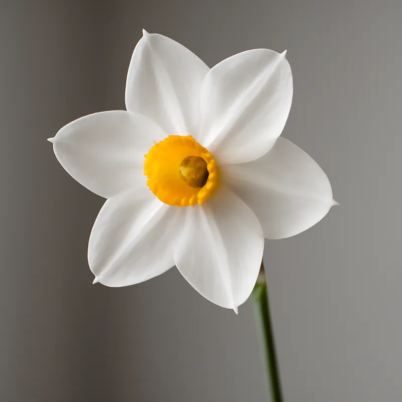 Narciso bianco