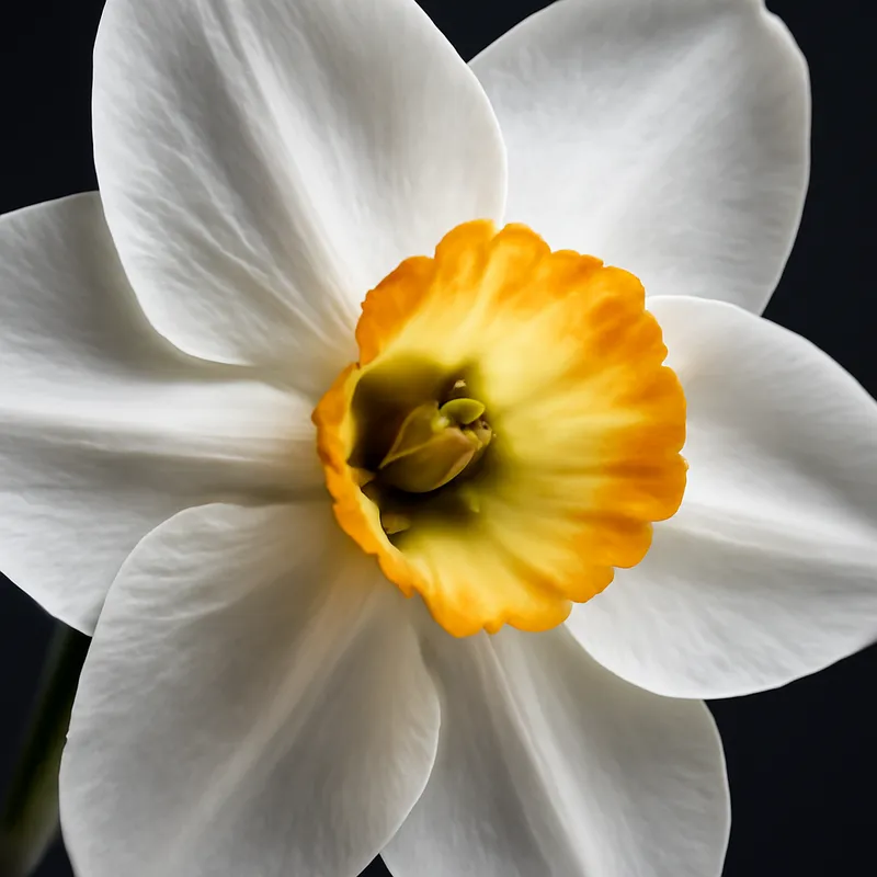 Narciso bianco - immagine 2