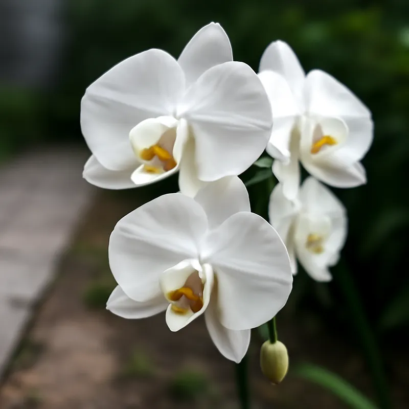 Orchidea Farfalla Classica - immagine 4