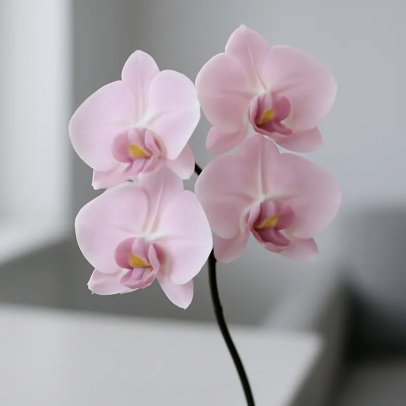 Orchidea rosa (orchidea sposa) - immagine 3