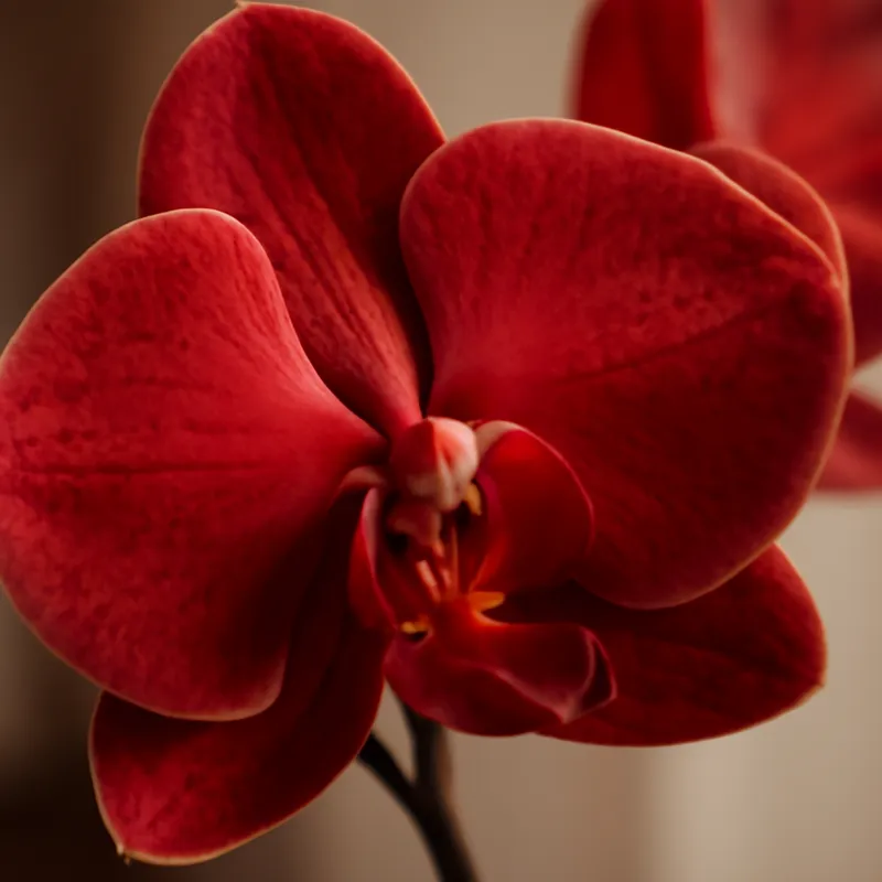 Orchidea rossa (orchidea da sposa) - immagine 2
