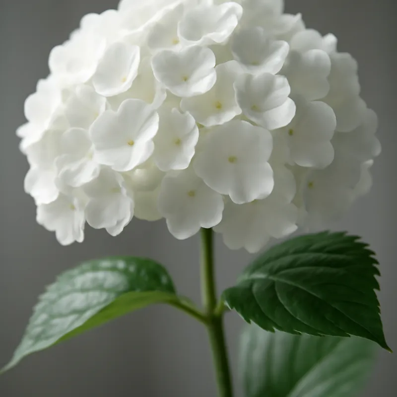 Ortensia bianca